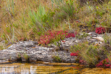 Drosera graomogolensis on the banks of a river close to Botumirim in MInas Gerais, Brazil