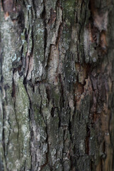 Obraz premium Background - bark of tree is coarse, dry perennial cracked from time