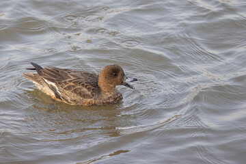 Northern Pintail (Anas acuta) floating on water at wetland