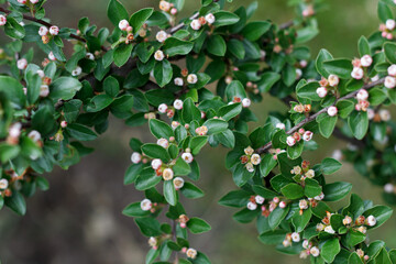 Rockspray cotoneaster fruit tree blossomed in spring in garden