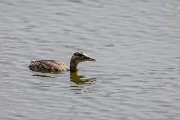 Little Grebe (Tachybaptus ruficollis) floating on water