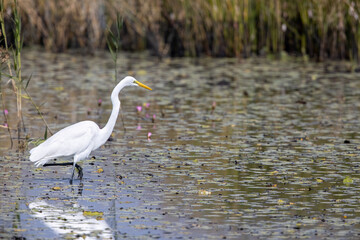 Great Egret (Ardea alba) seeking food at wetland