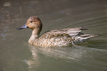 Northern Pintail (Anas acuta) floating on water at wetland