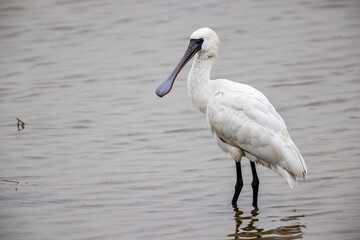 Black-faced Spoonbill (Platalea minor)  standing in water