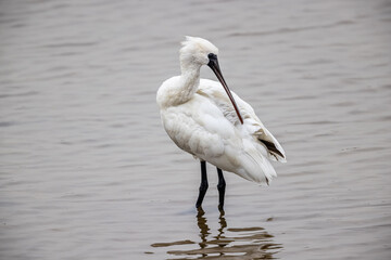 Black-faced Spoonbill (Platalea minor)  standing in water