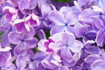 Macro image of  Lilac flowers. Abstract  floral background