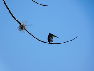 Bird resting on branch with cloudless sky.