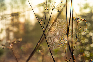 Spinnennetz im Wald