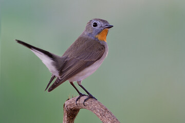 Red-throated or Taiga flycatcher (Ficedula albicilla) beautiful brown bird with bright orange feathers on its neck