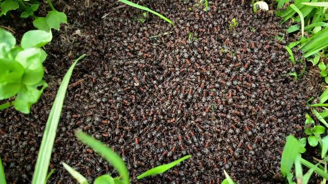 An anthill with a pile of ants video