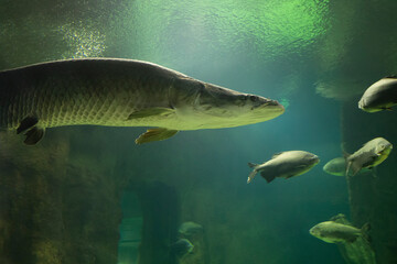 Fish under water. Arapaima fish - Pirarucu Arapaima gigas one largest freshwater fish. Fish in the aquarium behind glass.