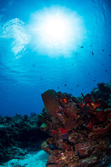 Fototapeta na wymiar Sun ball over the reef 