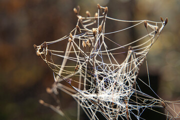 Spinnennetz im Tau