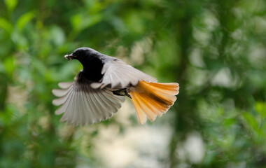 flight of the nightingale