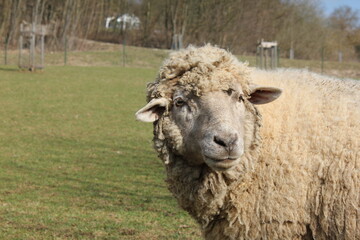 Tiere in der natur
