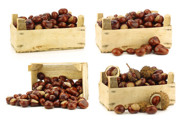 freshly fallen chestnuts(Aesculus hippocastanum) in a wooden crate on a white background
