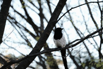 bird