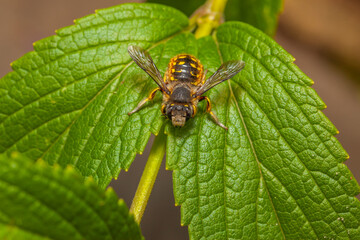 Naklejka premium closeup of hornet on leaf