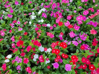 Fototapeta premium watercress flower wallpaper is a flower with lots of fresh colors.