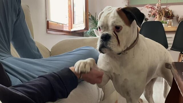 Friendly Boxer Greeting Owner with Paw, Togetherness, Medium