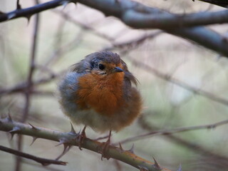 robin on a branch