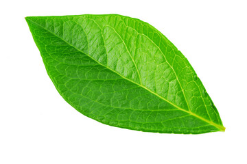 Blueberry leaves are very similar to coca leaves, isolated on white background. File contains clipping path.