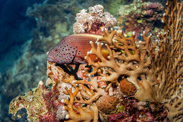 A Grouper crouched in the coral, waiting for his prey. Philippines.