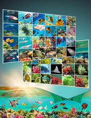 Underwater world. Coral reef and fishes in Red sea at Egypt. Collage