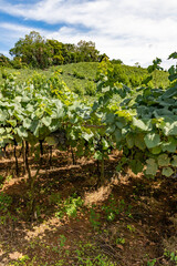 Fototapeta na wymiar Grapes in vineyards