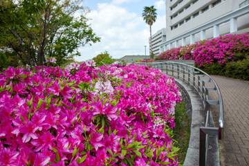 ホスピタルパークと大阪大学病院の建物