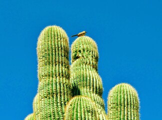 Bird on cactus in desert