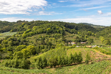 Fototapeta na wymiar Vineyards, houses and forest in valley