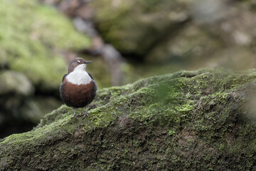 Isolated Dipper perched on the rock (Cinclus cinclus)