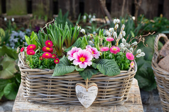 pink Primel und Bellis perennis in Weidenkiste als Fr&uuml;hlings-Gartendekoration