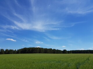 Green ears of wheat in the field