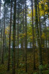 Fototapeta na wymiar beautiful green misty forest in the morning 