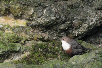 The Dipper near its nest (Cinclus cinclus)