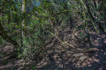 Hiking trail through the evergreen laurel forest of Anaga Rural Park in Northern Tenerife, Canary Islands, Spain.