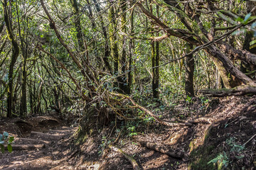 Hiking trail through the evergreen laurel forest of Anaga Rural Park in Northern Tenerife, Canary Islands, Spain.