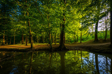 Fototapeta premium forest river in Altenberg, Germany.