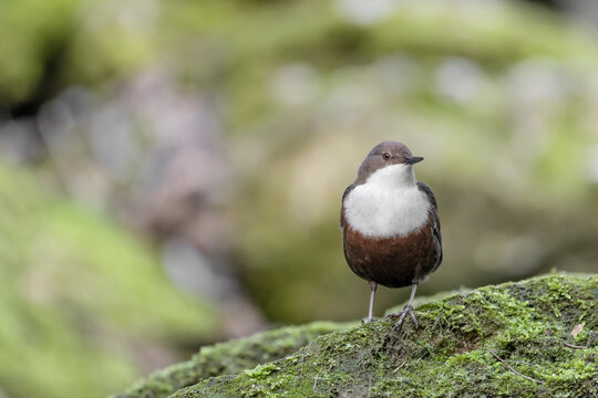 The white throated Dipper at morning (Cinclus cinclus)