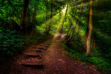 Mystical and mysterious, forest at sunset