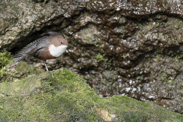 Stretching time for the White throated Dipper (Cinclus cinclus)