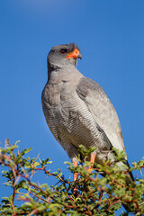 Pale-chanting Goshawk perched in a tree looking over the Kalahari desert