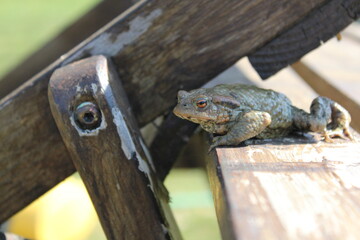 Tiere in der natur