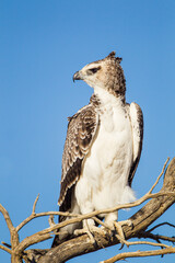Juvenile Martial Eagle learning to fly in the Kalahari desert