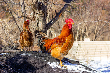 rooster in the farm © 俊 王