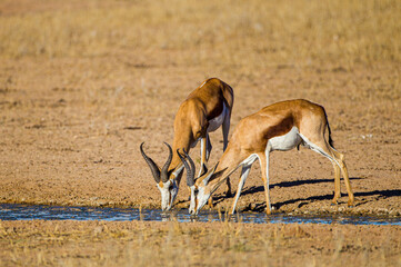 Springbuck drinking from a waterhole in the Kalahari desert