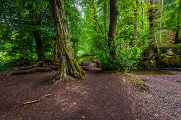 Obraz premium forest river in Altenberg, Germany.