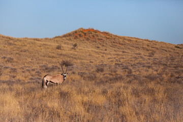 Gemsbok grazing in the Kalahari desert